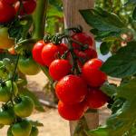 Potagères - Tomate Harmony HF1 - Graines d'Exception - face recto